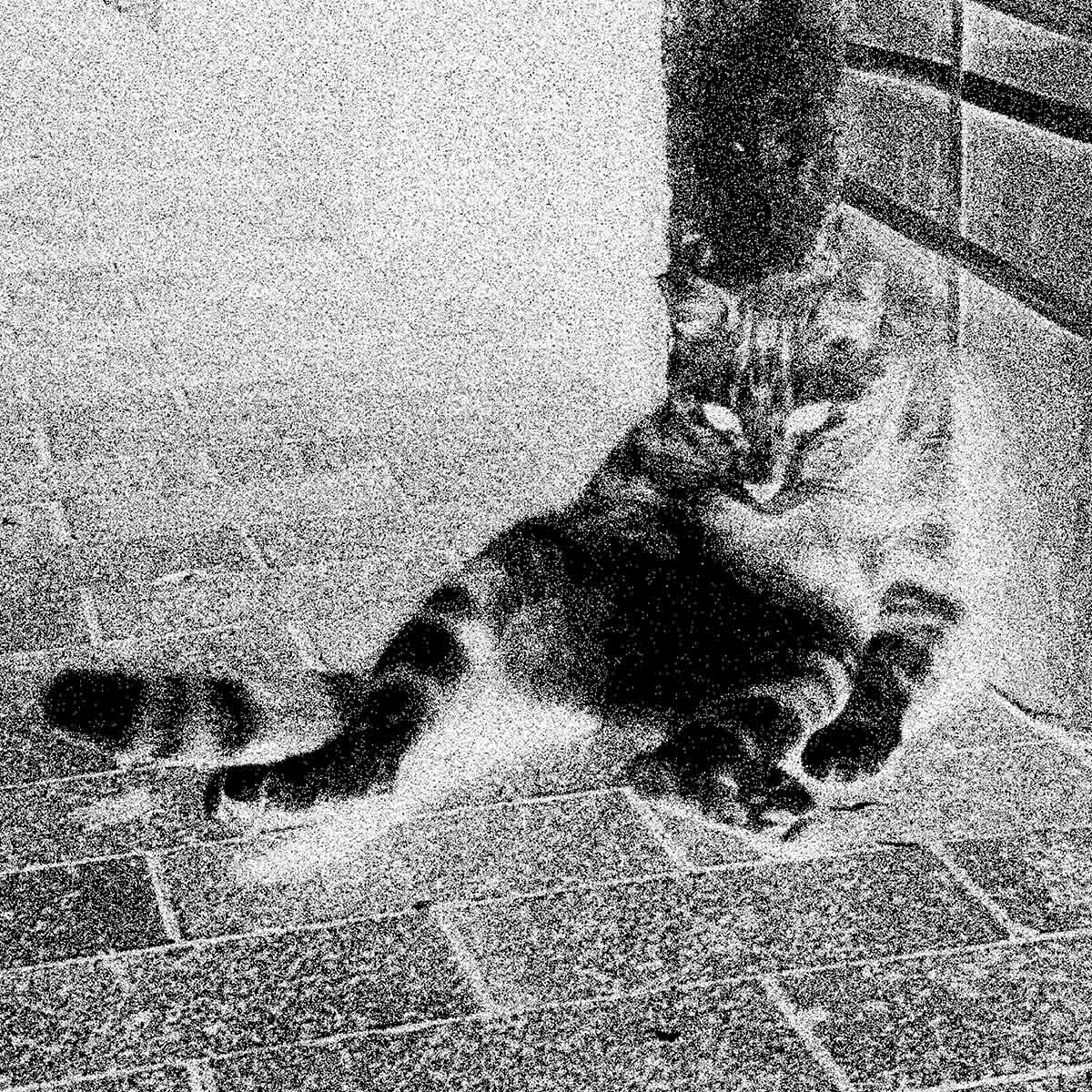 A striped cat lounges against a box on a brick paved street.